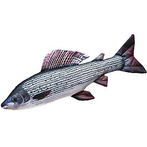 Ryba Lipie - 65cm