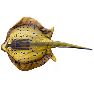 Ryba Ogocza nakrapiana - 85cm