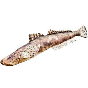 Ryba Paskogowy - 102cm