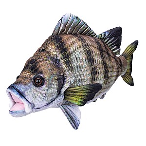 Karp Ryba - 43cm