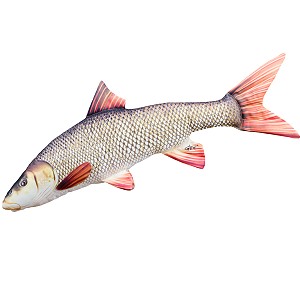 Ryba Brzana - 80cm