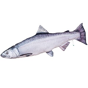 Ryba Czawycza - 90cm
