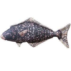 Ryba Halibut - 80cm