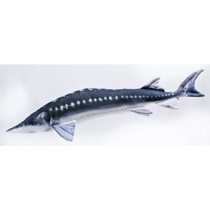 Ryba Jesiotr - 125cm
