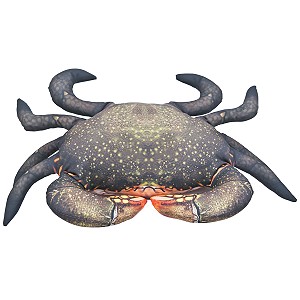 Krab Błotny - 60cm