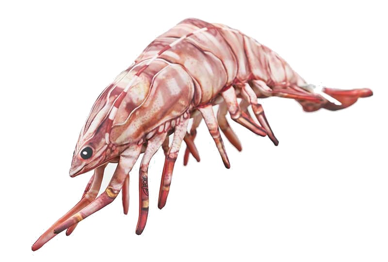 Krewetka Tygrysia - 65cm