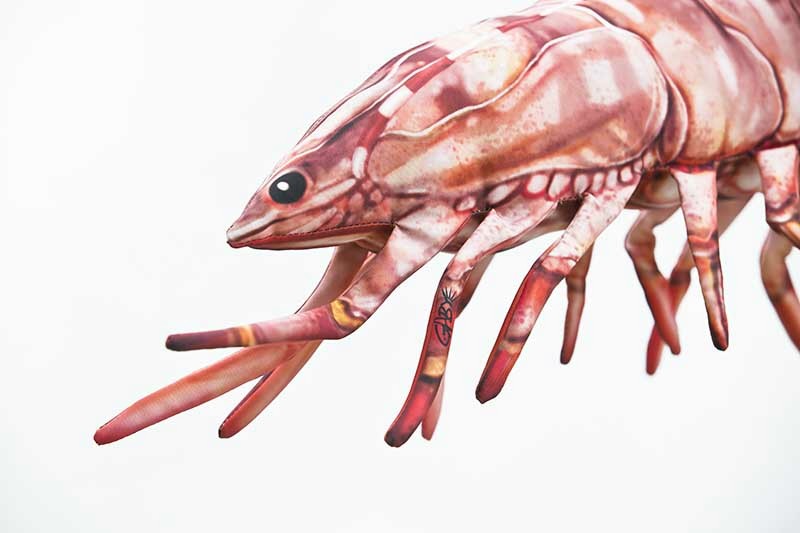 Krewetka Tygrysia - 65cm