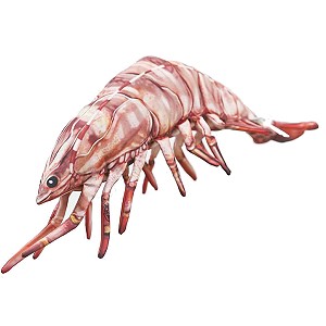 Krewetka Tygrysia - 65cm