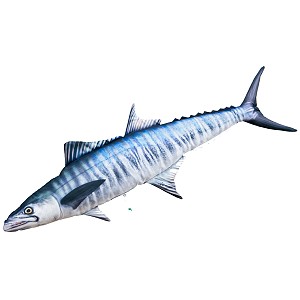Ryba Makrela Hiszpańska - 97cm