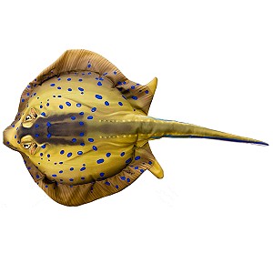 Ryba Ogończa nakrapiana - 85cm Ryba Ogończa nakrapiana - 85cm