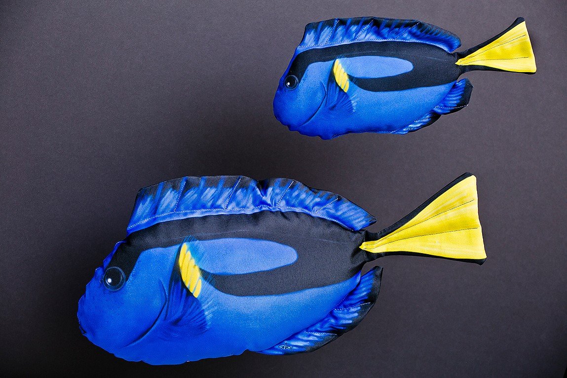 Ryba Pokolec Królewski - 56cm