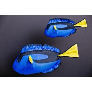 Ryba Pokolec Królewski Mini - 30cm Ryba Pokolec Królewski Mini - 30cm