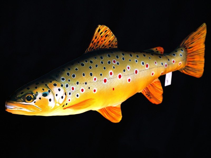 Ryba Pstrąg Potokowy - 62cm