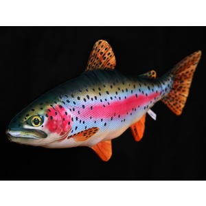 Ryba Pstrąg Tęczowy - 62cm