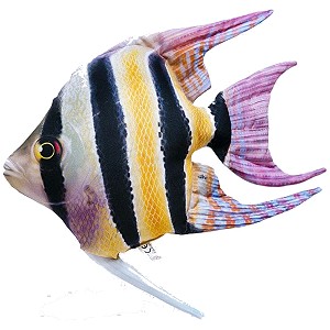 Ryba Skalar - 51cm