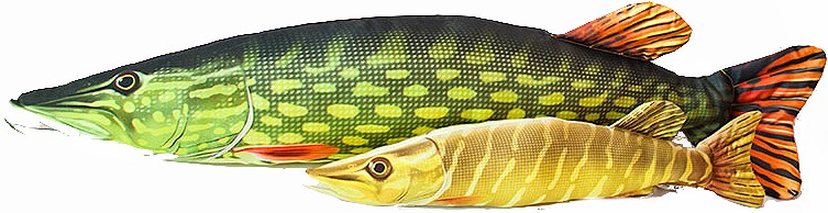 Ryba Szczupak Mini - 30cm