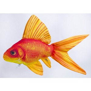 Ryba Złota Rybka - 45cm Ryba Złota Rybka - 45cm