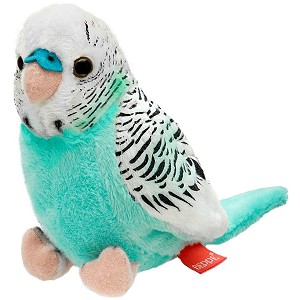 Papużka falista lazurowo-biała - 13cm Papużka falista lazurowo-biała - 13cm