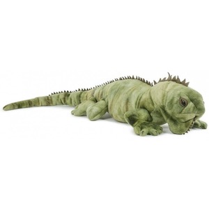 Legwan Iguana - 71cm