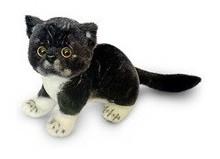 Kotek Exotic Czarno-Biały DUBI - 26cm