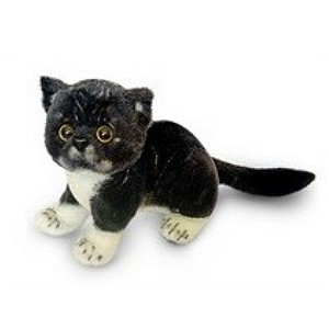 Kotek exotic czarno-biały DUBI - 26cm