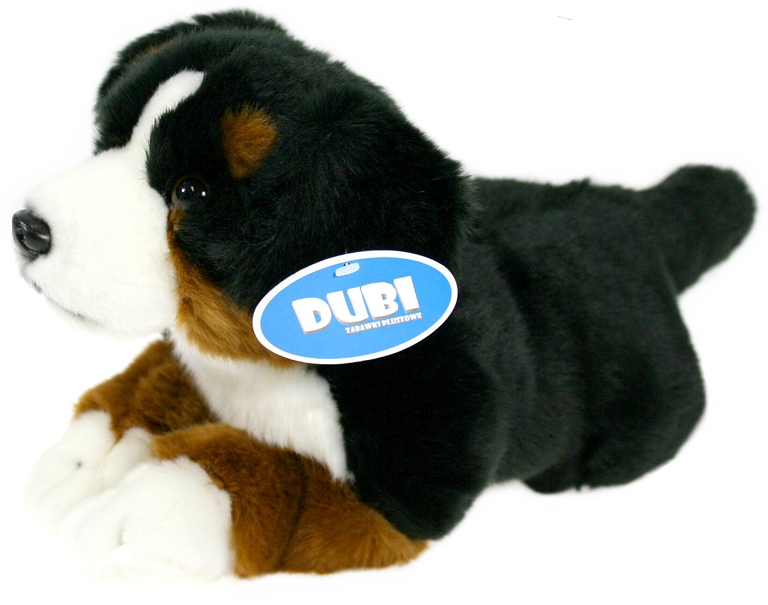 Pies berneński czarny bernardyn - 34cm