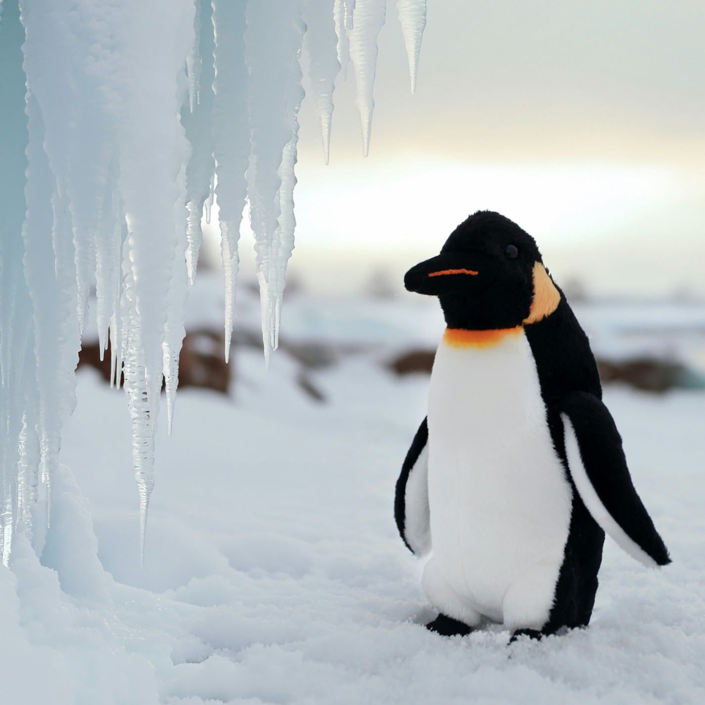 Pingwinek Realistyczny - 19cm