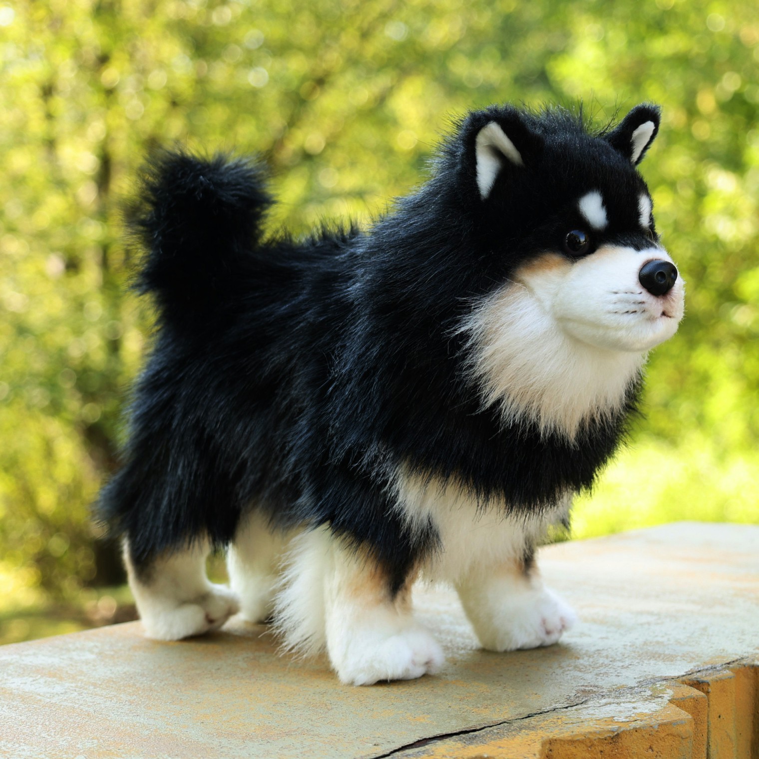 Piesek Lapinkoira Fiński Szpic Lapoński - 33cm