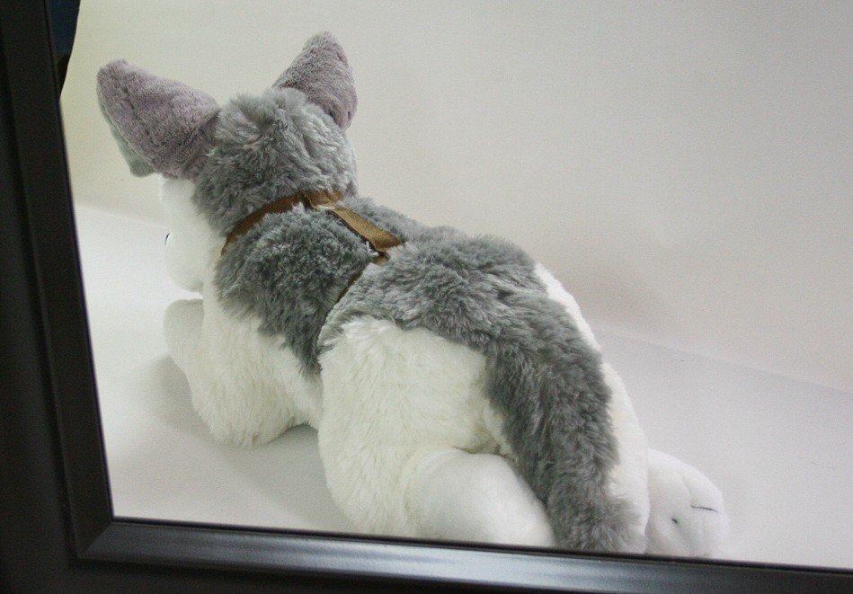 Pies Husky Leżący - 60cm