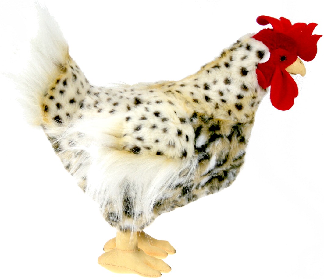 Piękna heban cipki