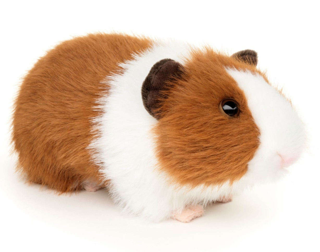 Świnka Morska Biało-Brązowa - 20cm