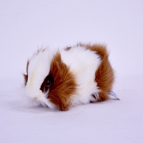 Świnka Morska Hansa / Roxi - 20cm