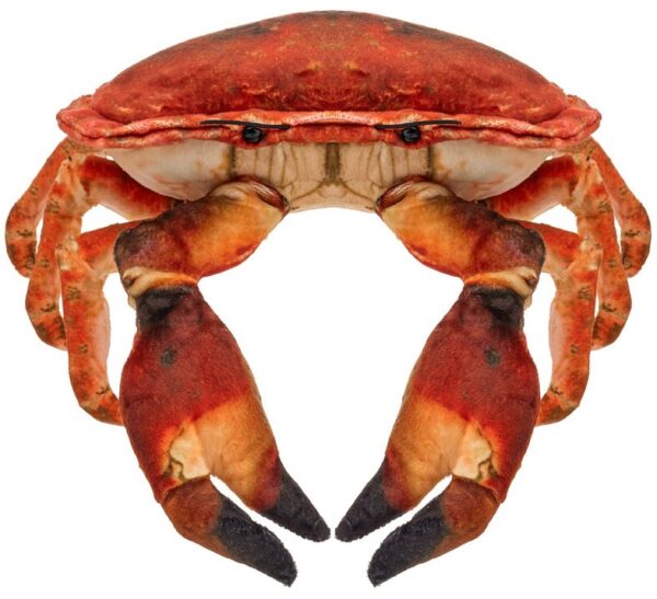 Krab słonowodny - 26cm