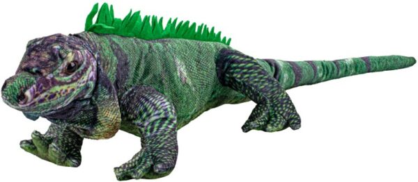 Legwan Iguana - 50cm